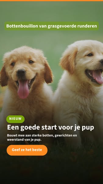 Geef je hond een gezonde boost