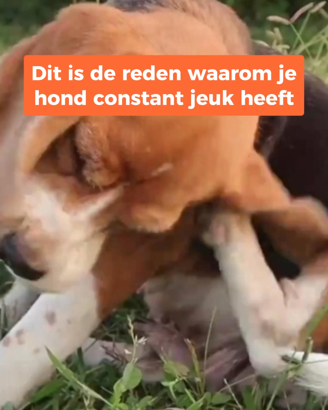 NU: Tijdelijke korting + Gratis verzending