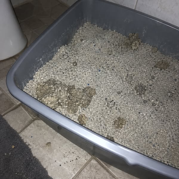 Przeczytaj to, jeśli masz fontannę dla kota