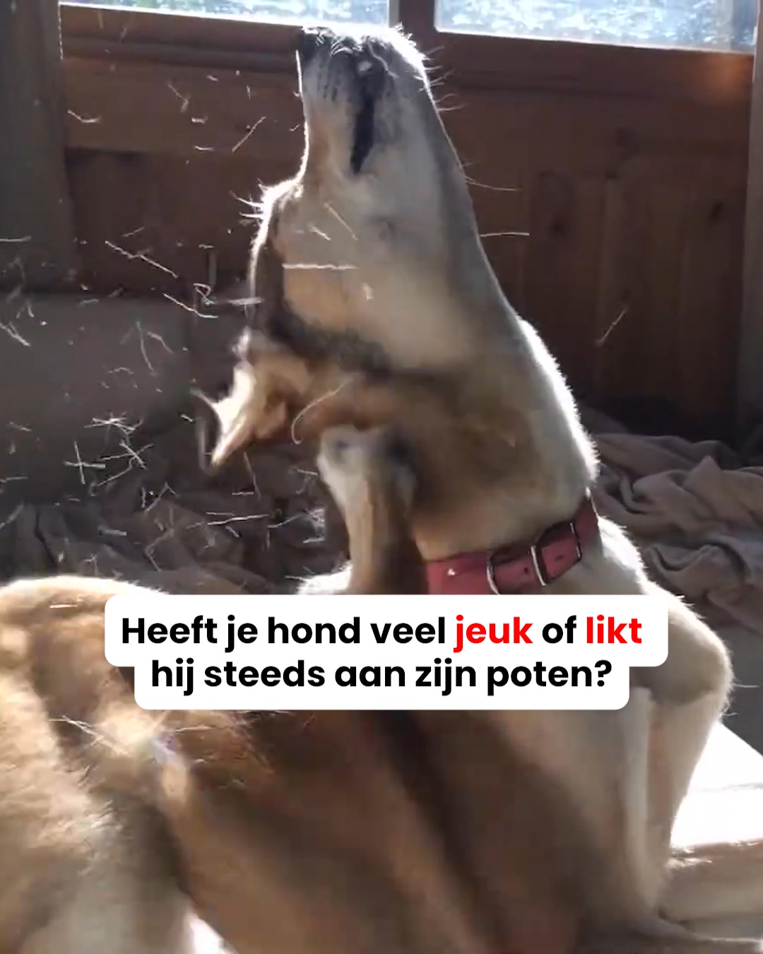 NU: Tijdelijke korting + Gratis verzending