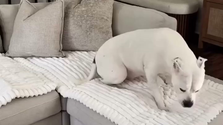 The Sofa Saver Dogs Actually Love