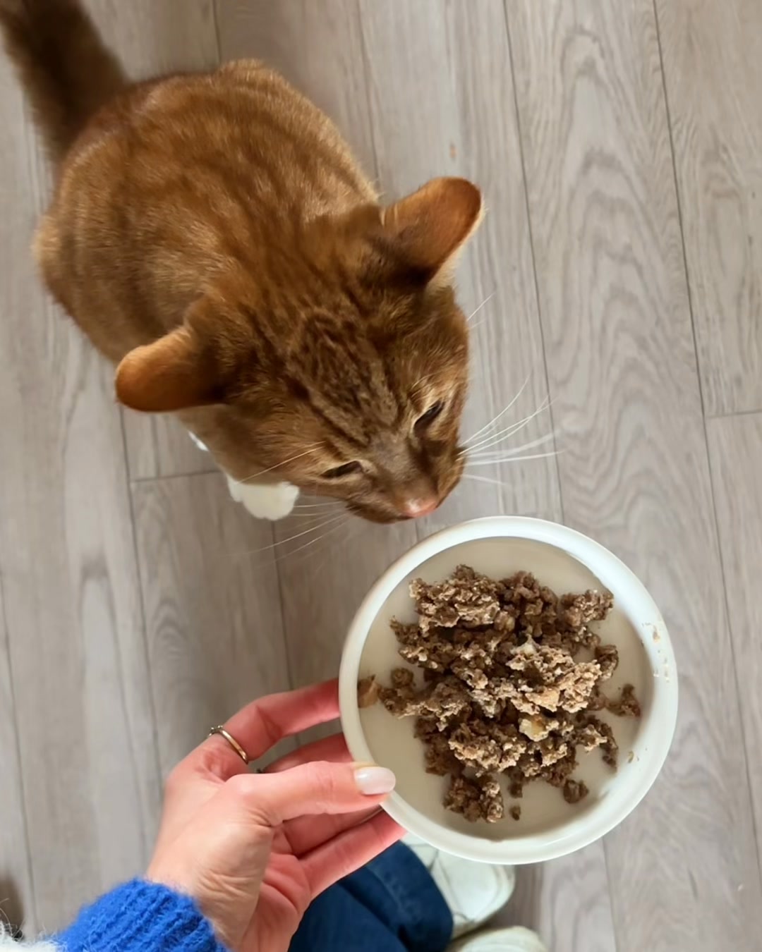 Geef je kat wat hij mist