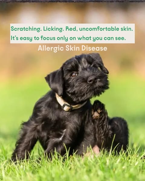 Allergic Skin Disease in Dogs: Why the Answer Starts in the Gut