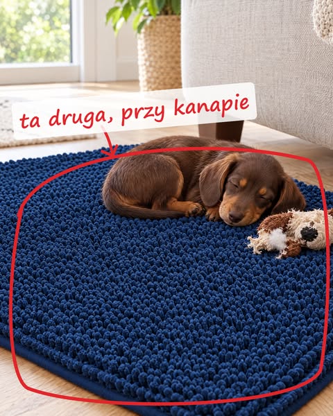 Mokry pies pędzi na kanapę. Parkiet czysty.