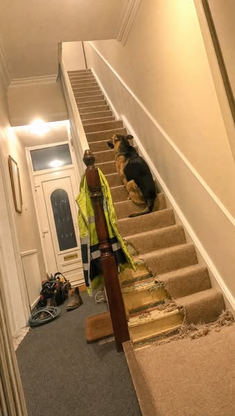 I'm a sparky. My German Shepherd ripped up the stair carpet the first week it got dark at four
