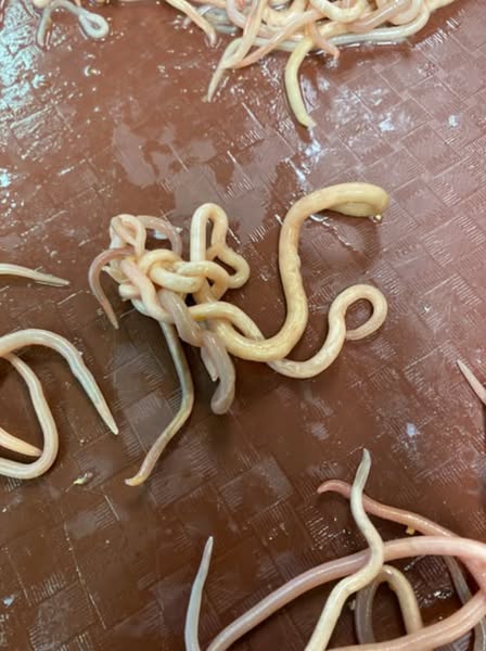 Why the Bible Warned About Parasites