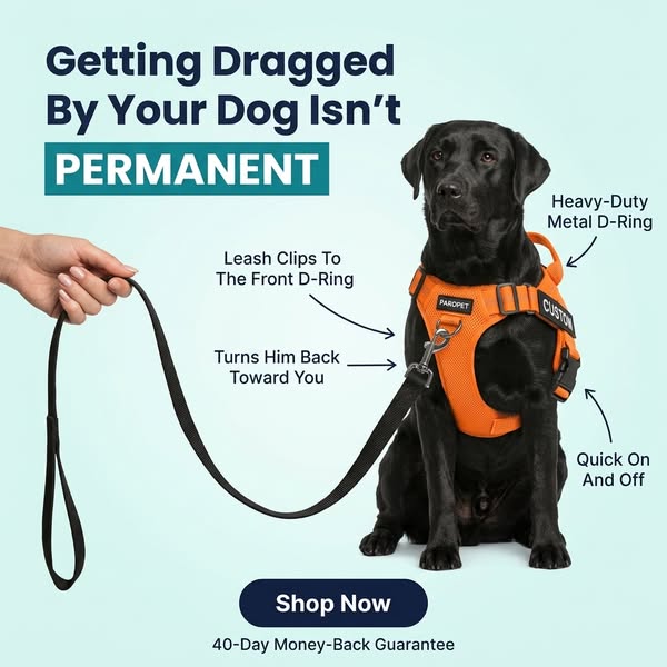 Dog Pulling? Dragging? Consider Them Handled.