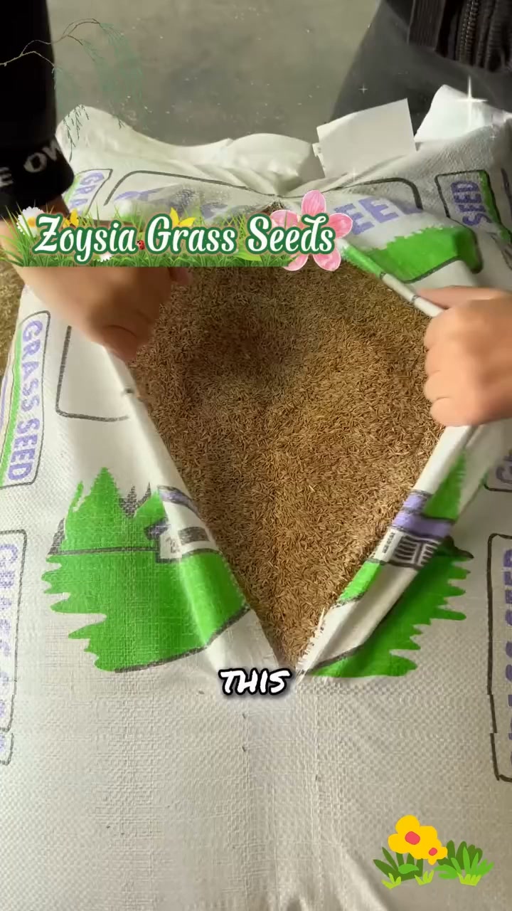 Evergreen dwarf grass seed — dense coverage, water saving, year-round green.