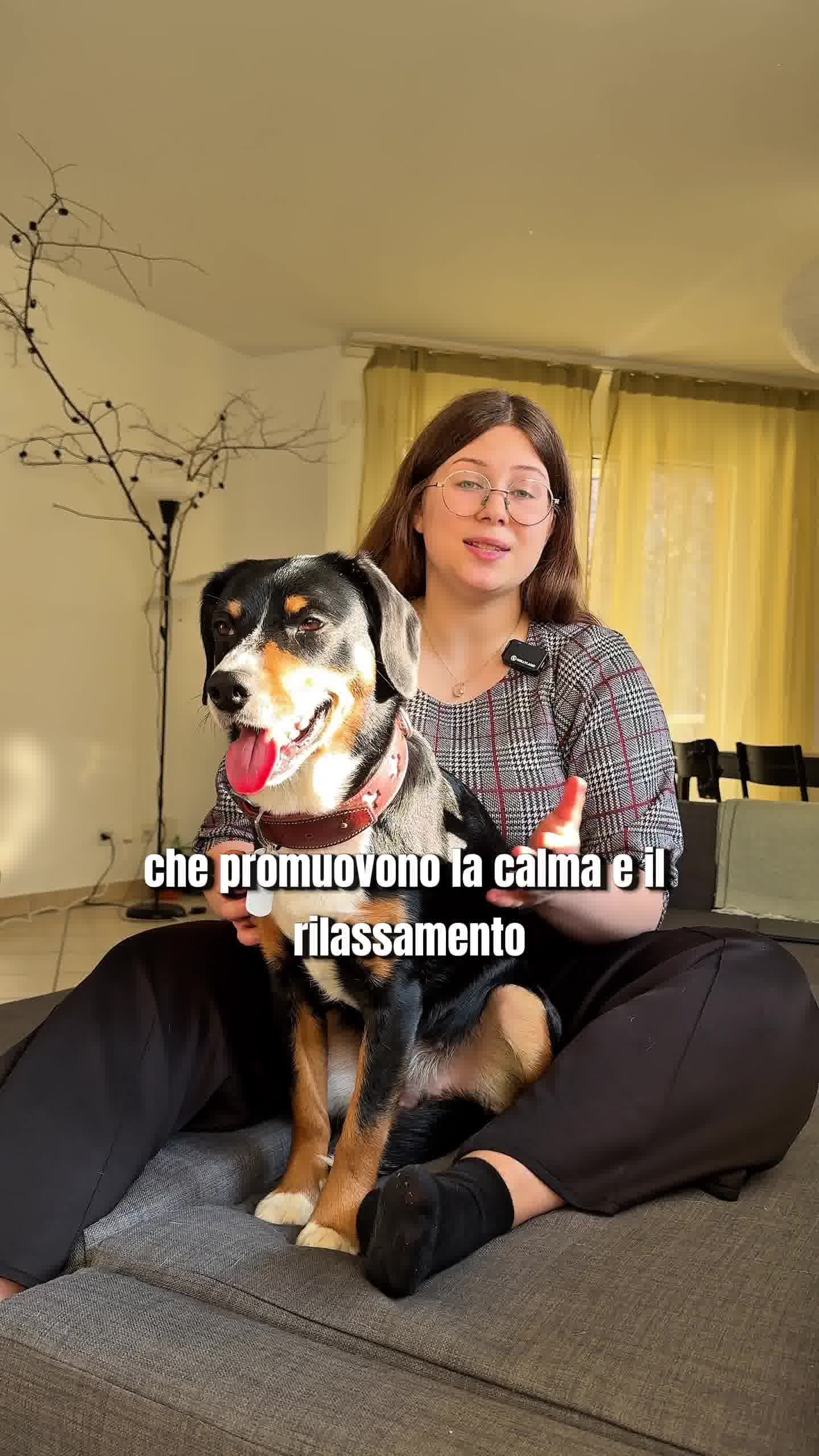 Riduci l'ansia e la paura del tuo cane
