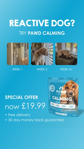 Daily Calm for Anxious Dogs