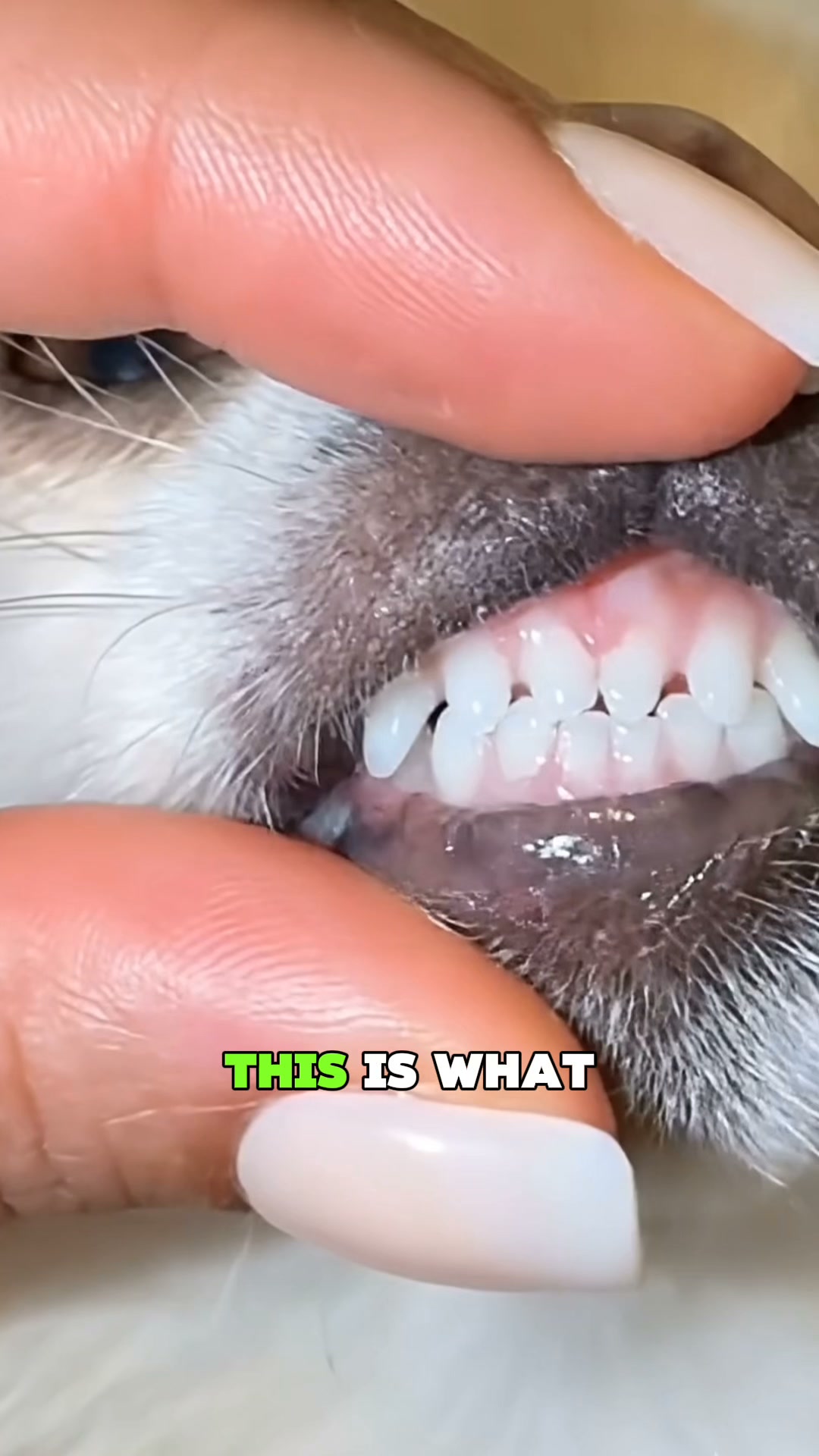Dogs Love It. Vets Trust It.