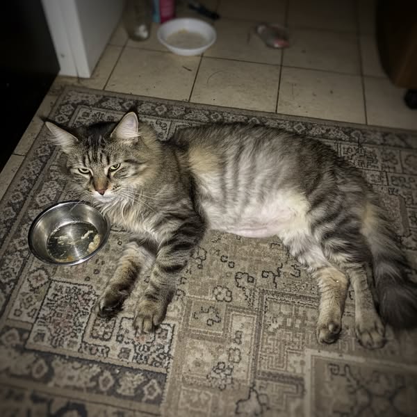 16 anni, 3,6 kg e sempre affamata. 4,7 kg in 8 settimane