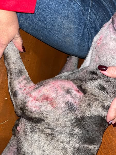 Warum ich Kollagen gegen Hundeallergien empfehle