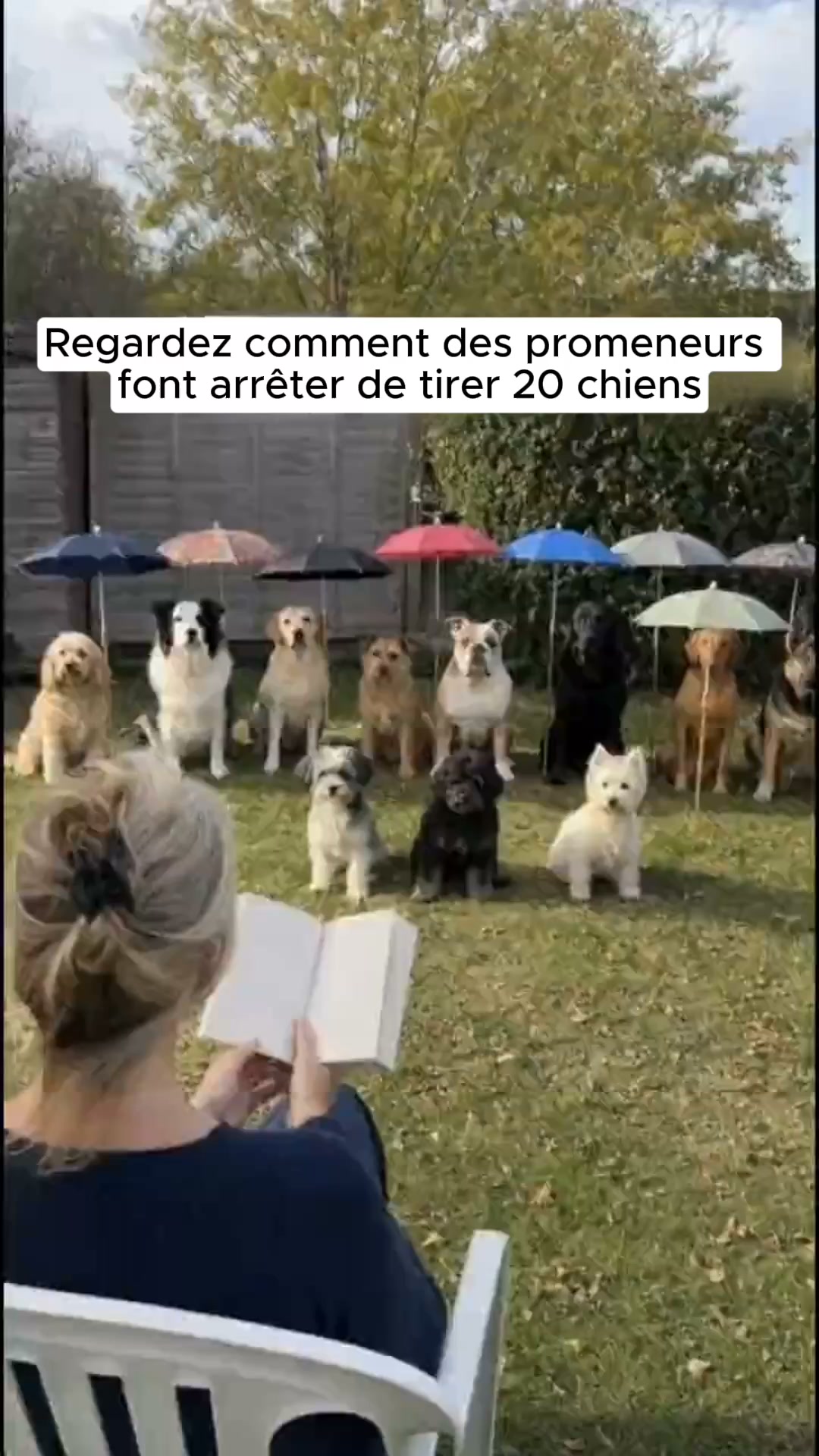 Le harnais anti-tirage qui redirige votre chien.