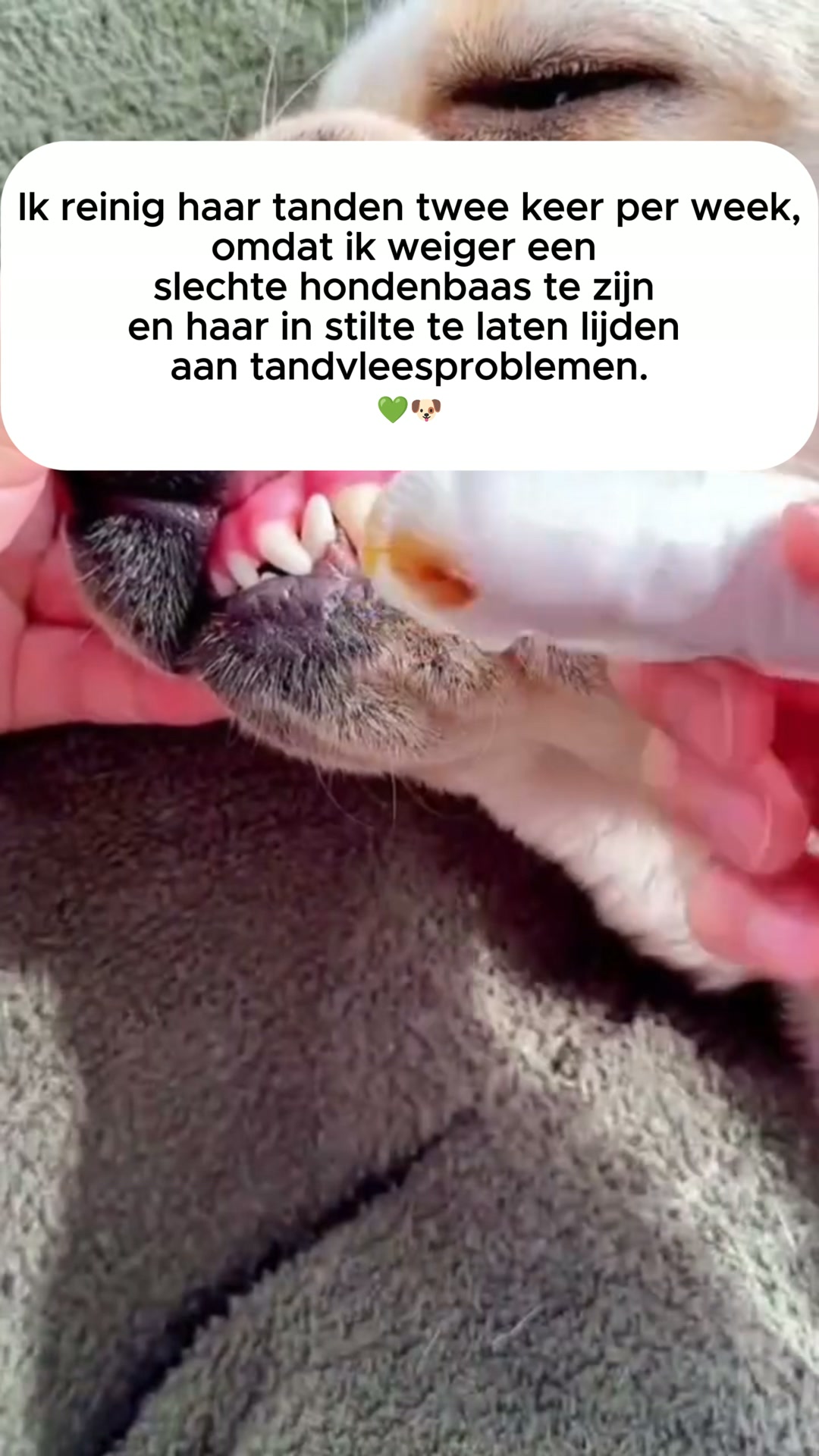 Geen tandenpoetsen. Geen stress. Gewoon gezondere tanden.