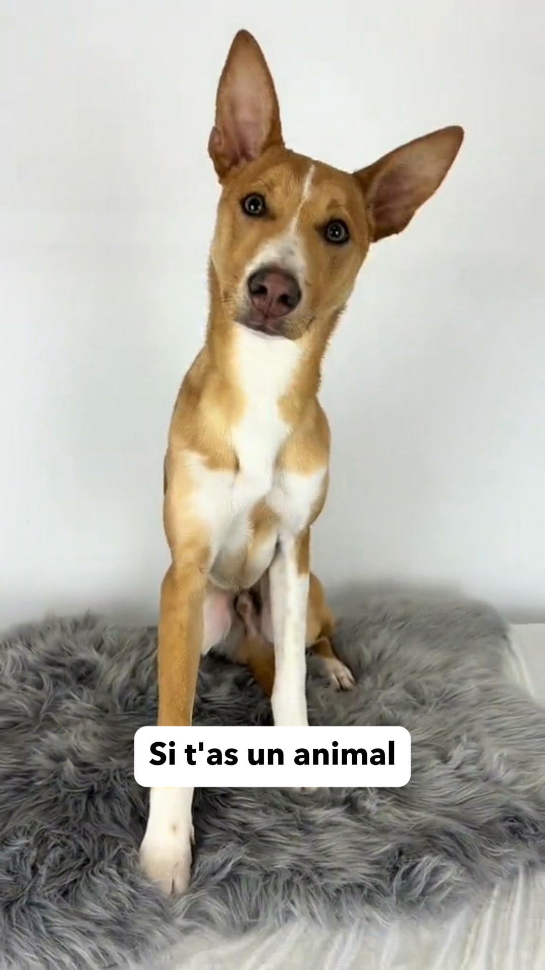 Si ton linge ressort plein de poils, tu fais sûrement une de ces 3 erreurs