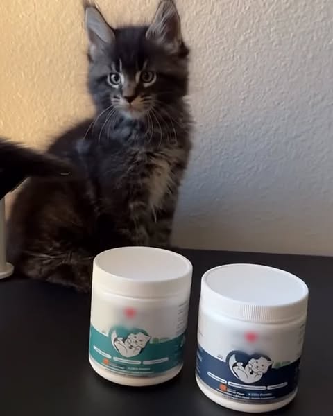 Je lui ai donné de la taurine pendant 7 mois. Elle est morte quand même