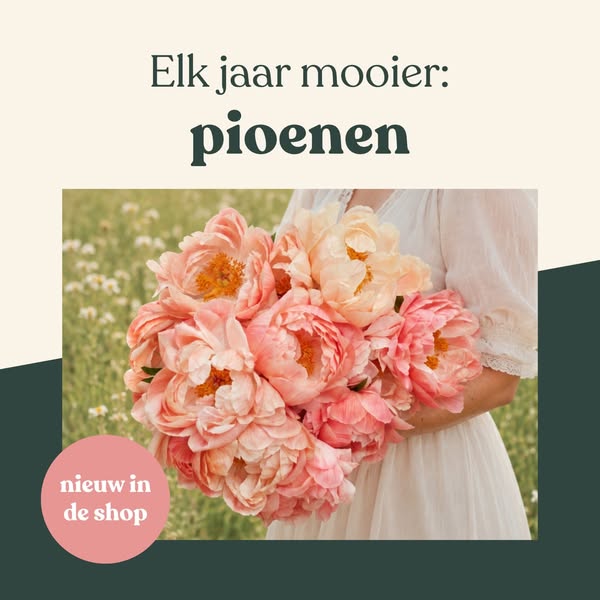 Pre-order je pioenen