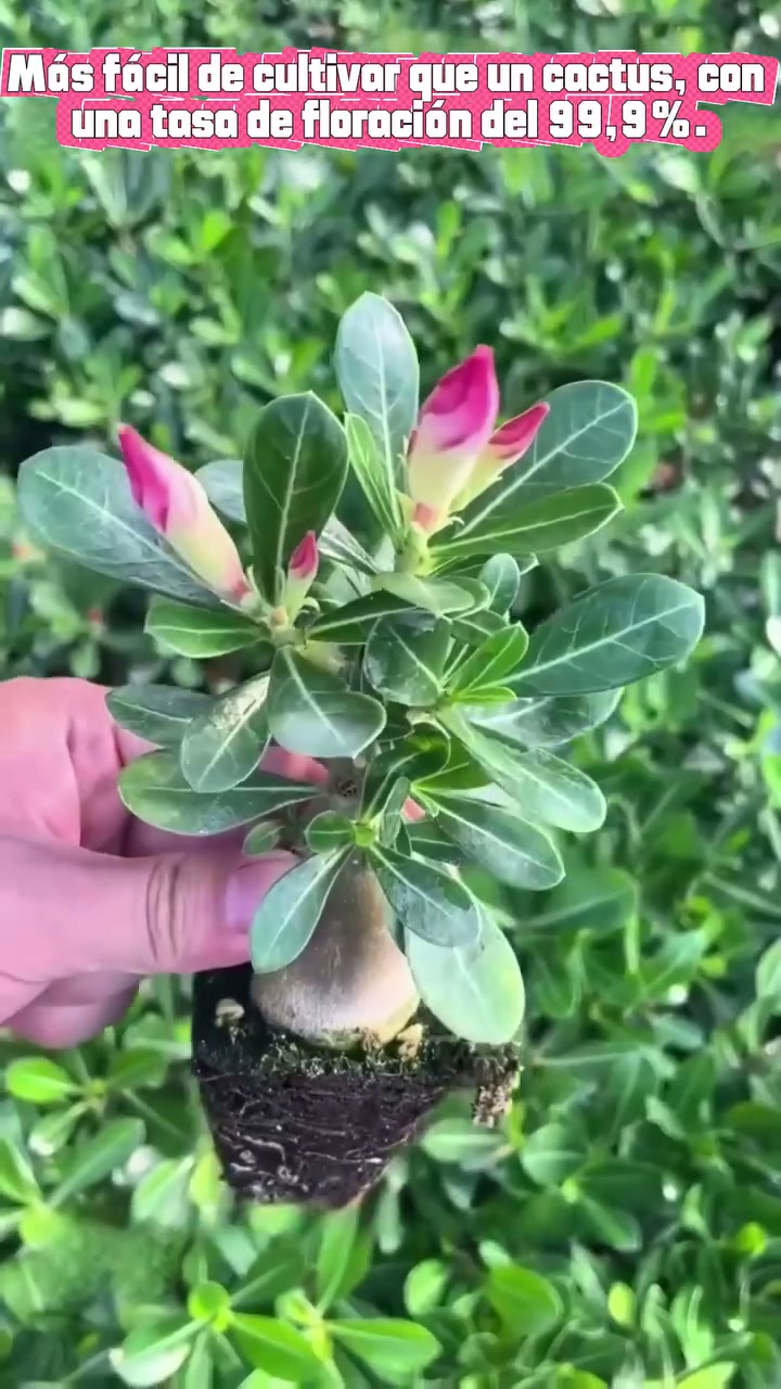 ¡Descubre la magia de la Rosa del Desierto! Prácticamente sin mantenimiento