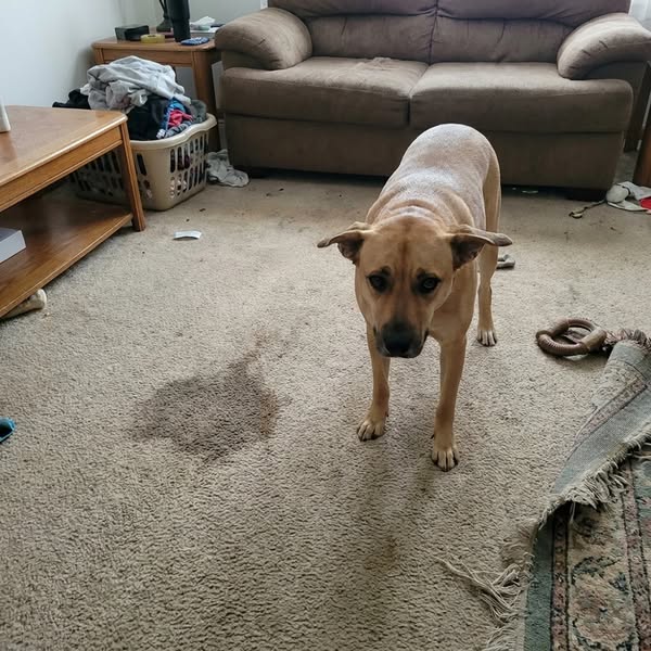 Duke Died At 8. Bodhi Started Doing The Same Thing