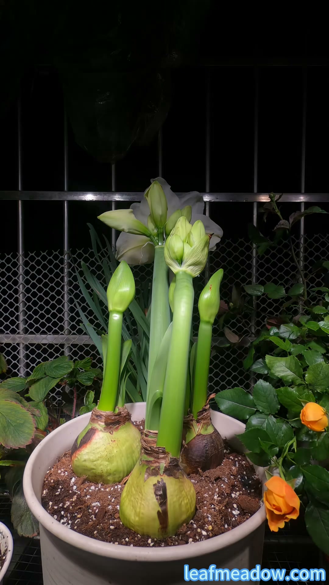 Hot Sale Rare Giant Double Amaryllis Bulbs — Blooms in as little as 40 days
