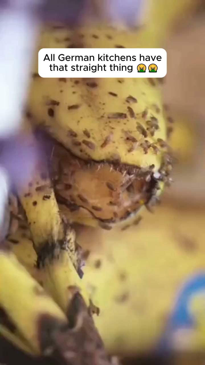 Ditch swarming flies. Instant fruit fly trap attractant liquid!