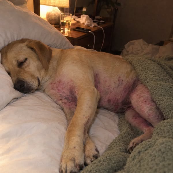 This is what stopped my dogs allergies