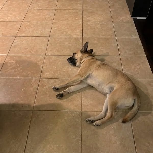 What vets aren’t telling you about your dog’s back legs
