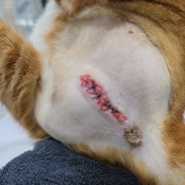 This is what helped my cat's urinary issues
