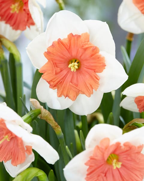 Narcissus 'Riot'