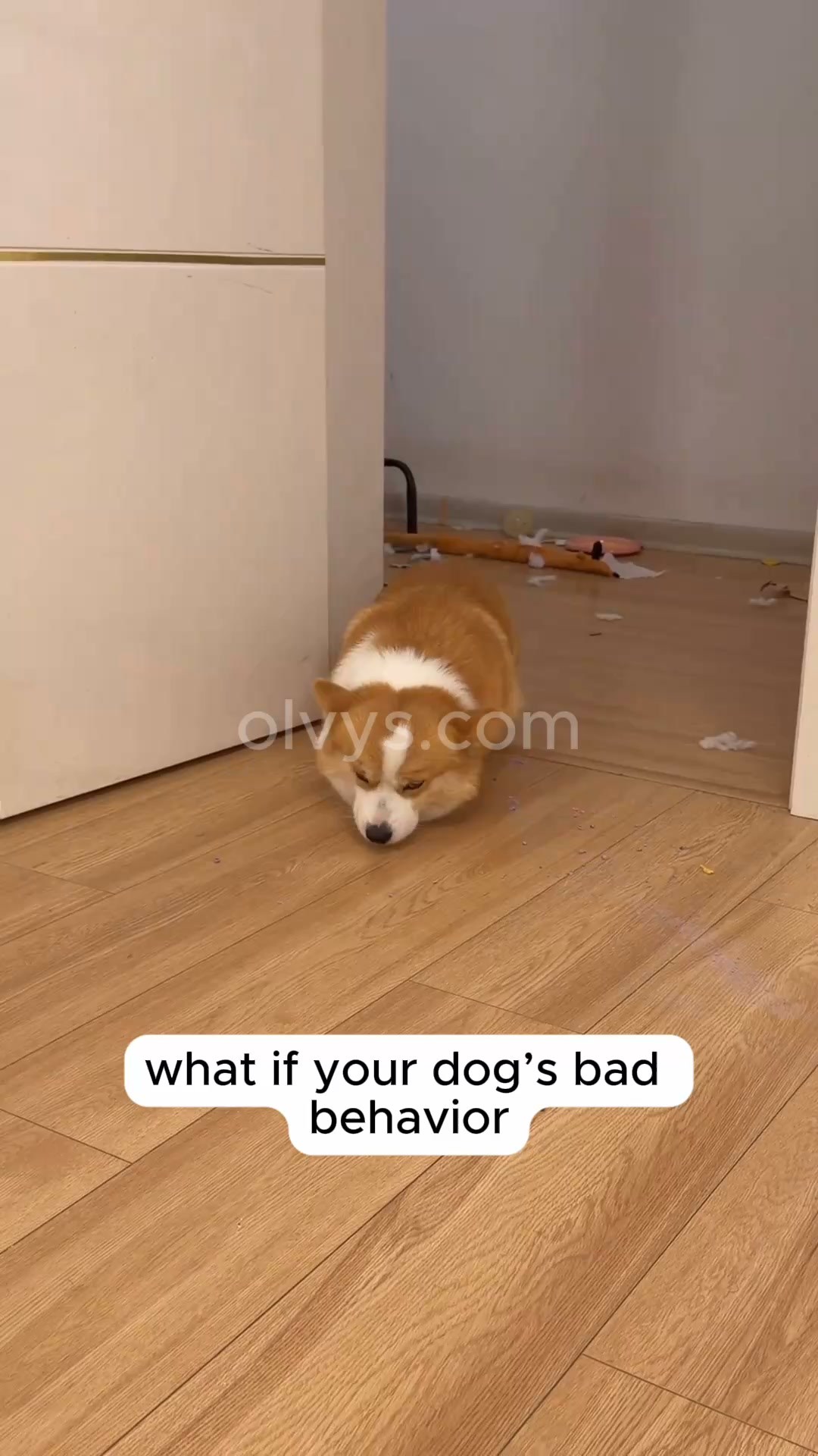 Help your pet rest better | Save 45%