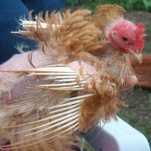 Molt Season Got Her. Then Things Got Worse.