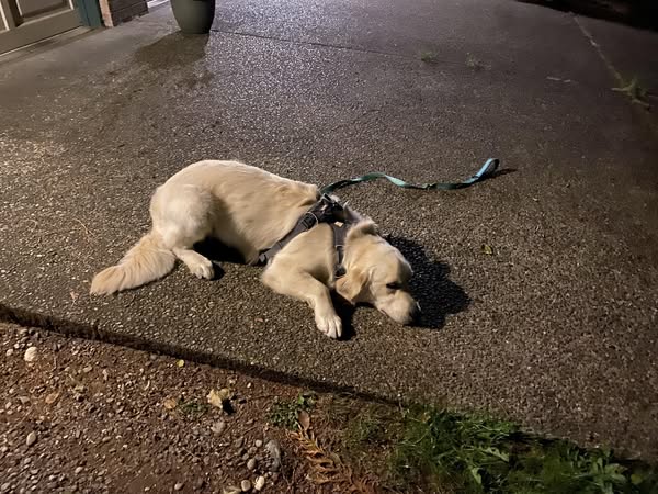 I almost gave up on my dog!