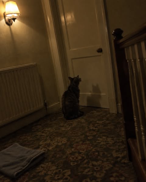 Read if you have a cat