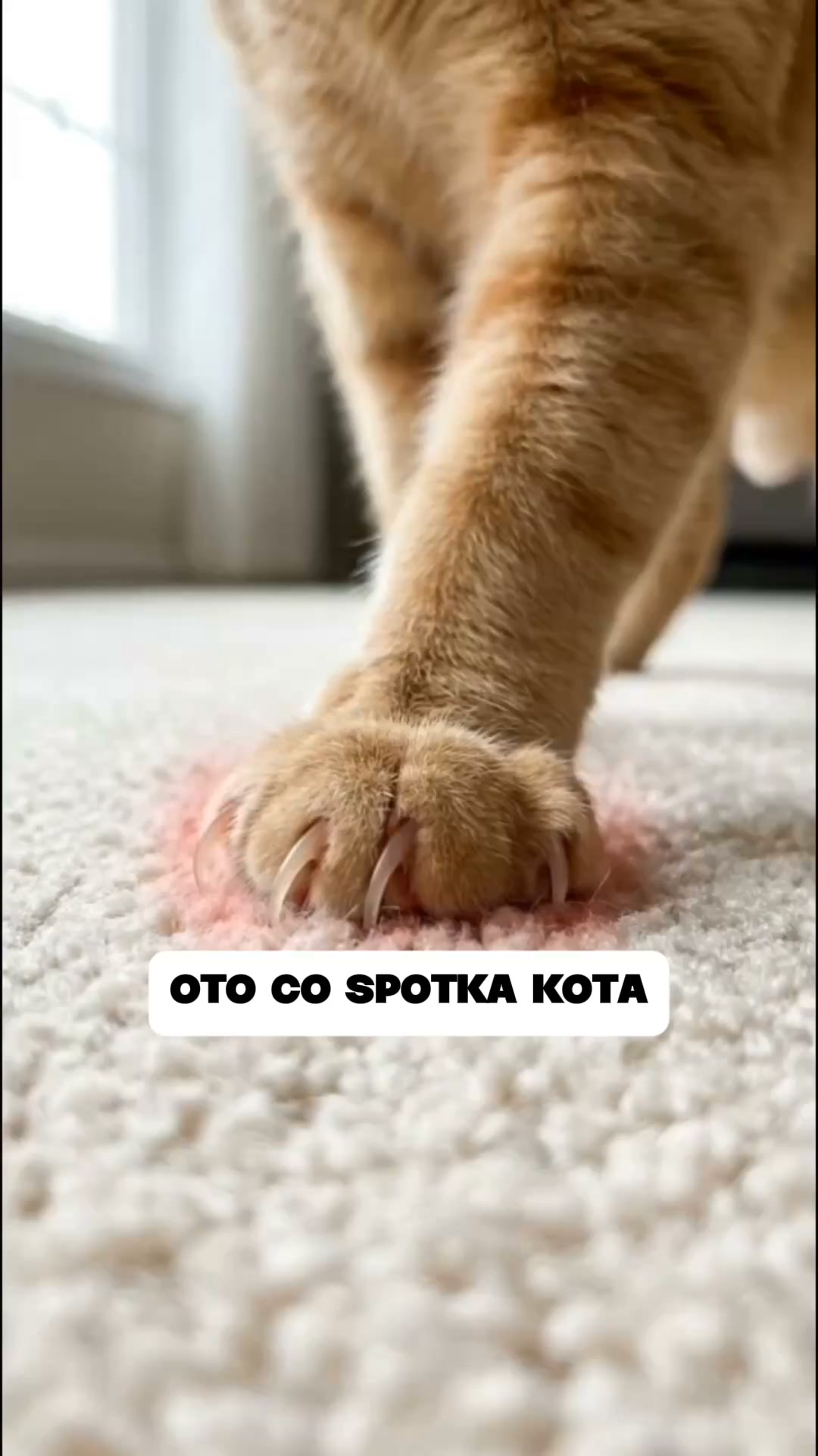 Podaruj kotu własne terytorium