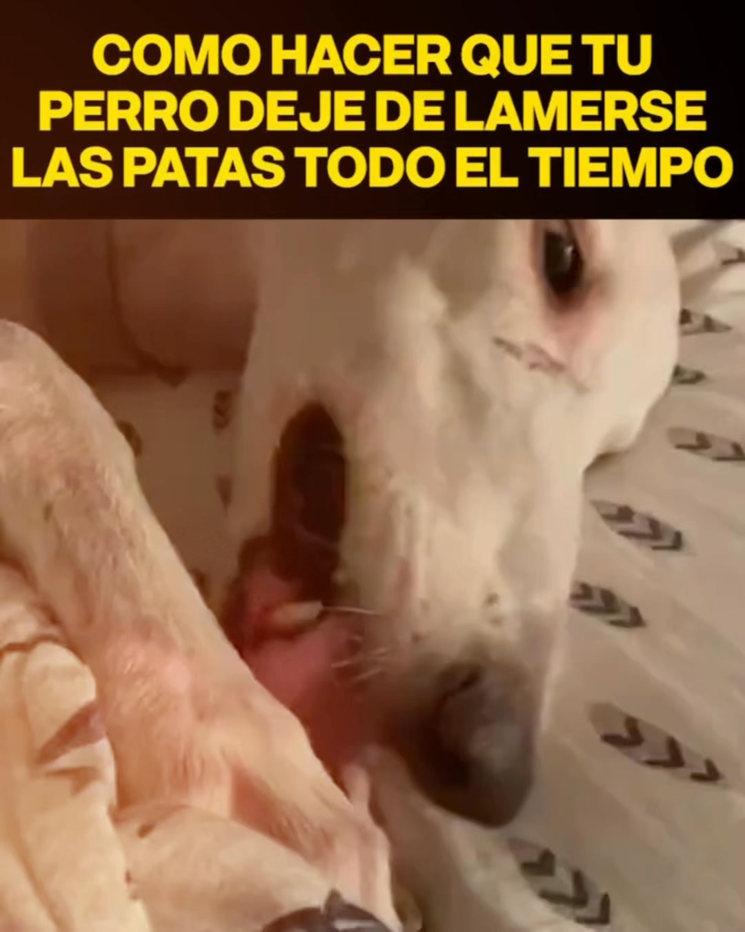 +50.000 perros ya lo usan
