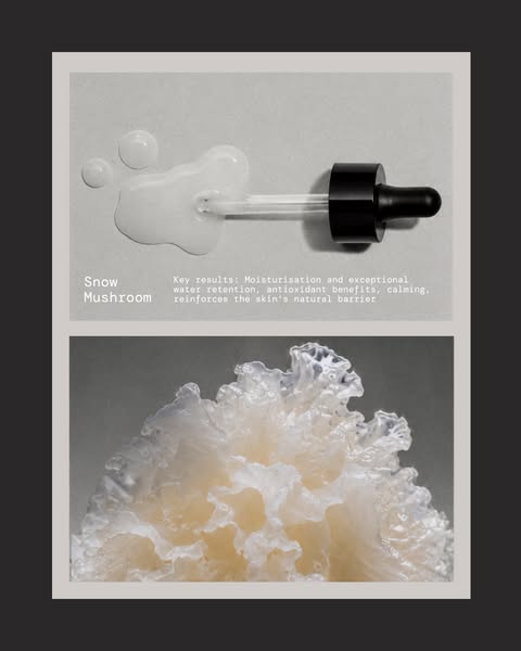 So, why Snow Mushroom?