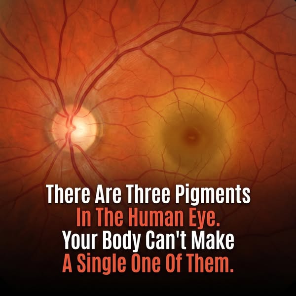 Three pigments your body cannot make