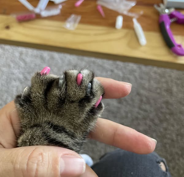 The Cats He Wanted to Declaw Saved My Life...