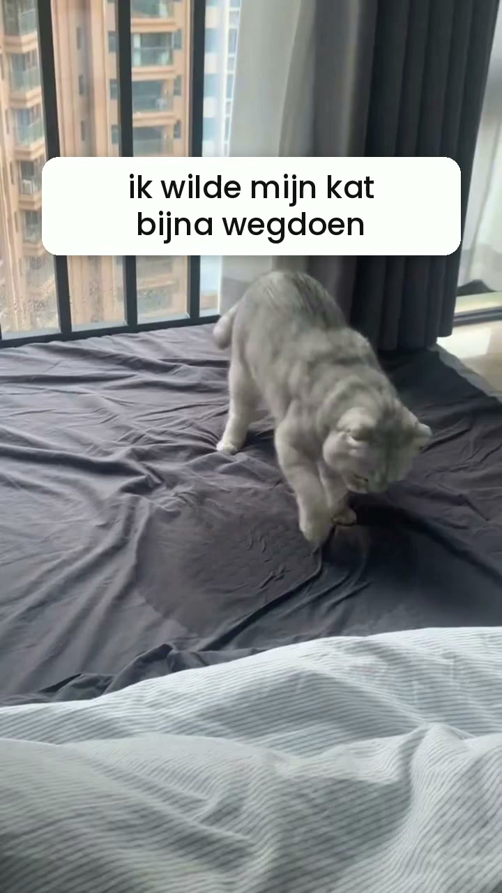 Meer rust voor je kat
