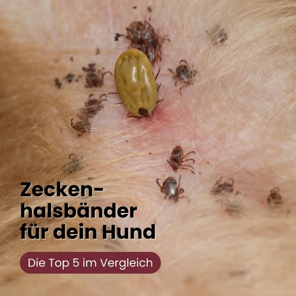 50.000+ Zeckenfreie Hunde