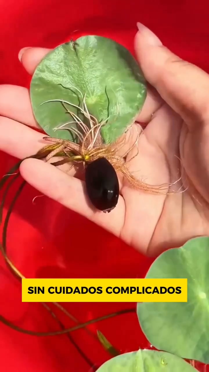 ÚLTIMAS UNIDADES COM DESCONTO