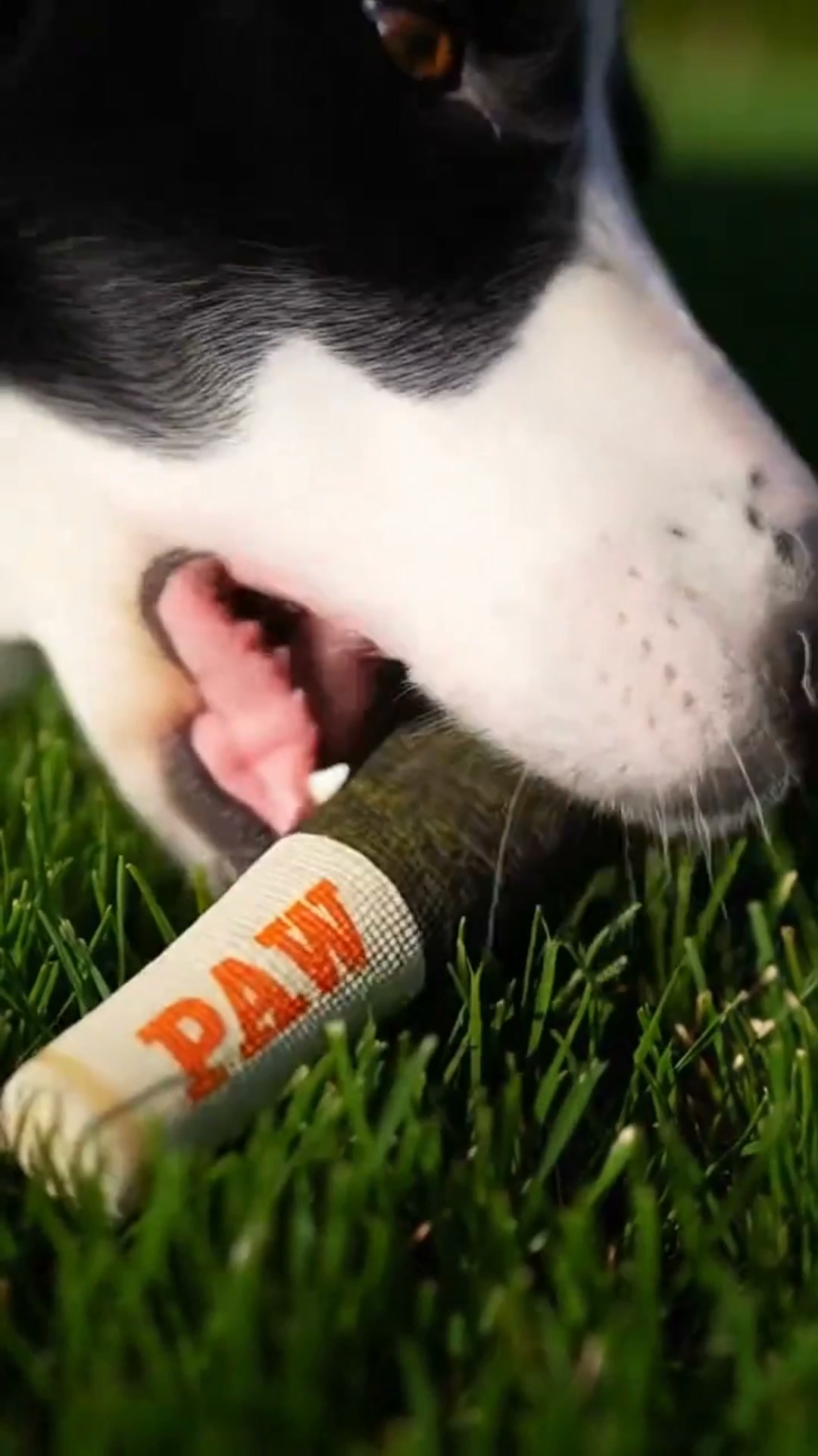 Pawgars™ | Cigar Chew Toy