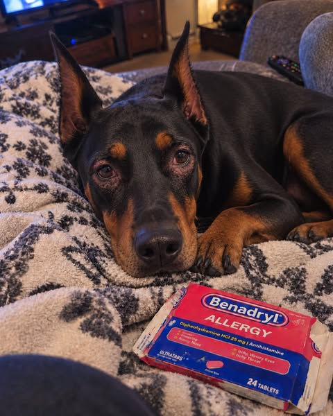 WARNING: Doberman owners. read this x