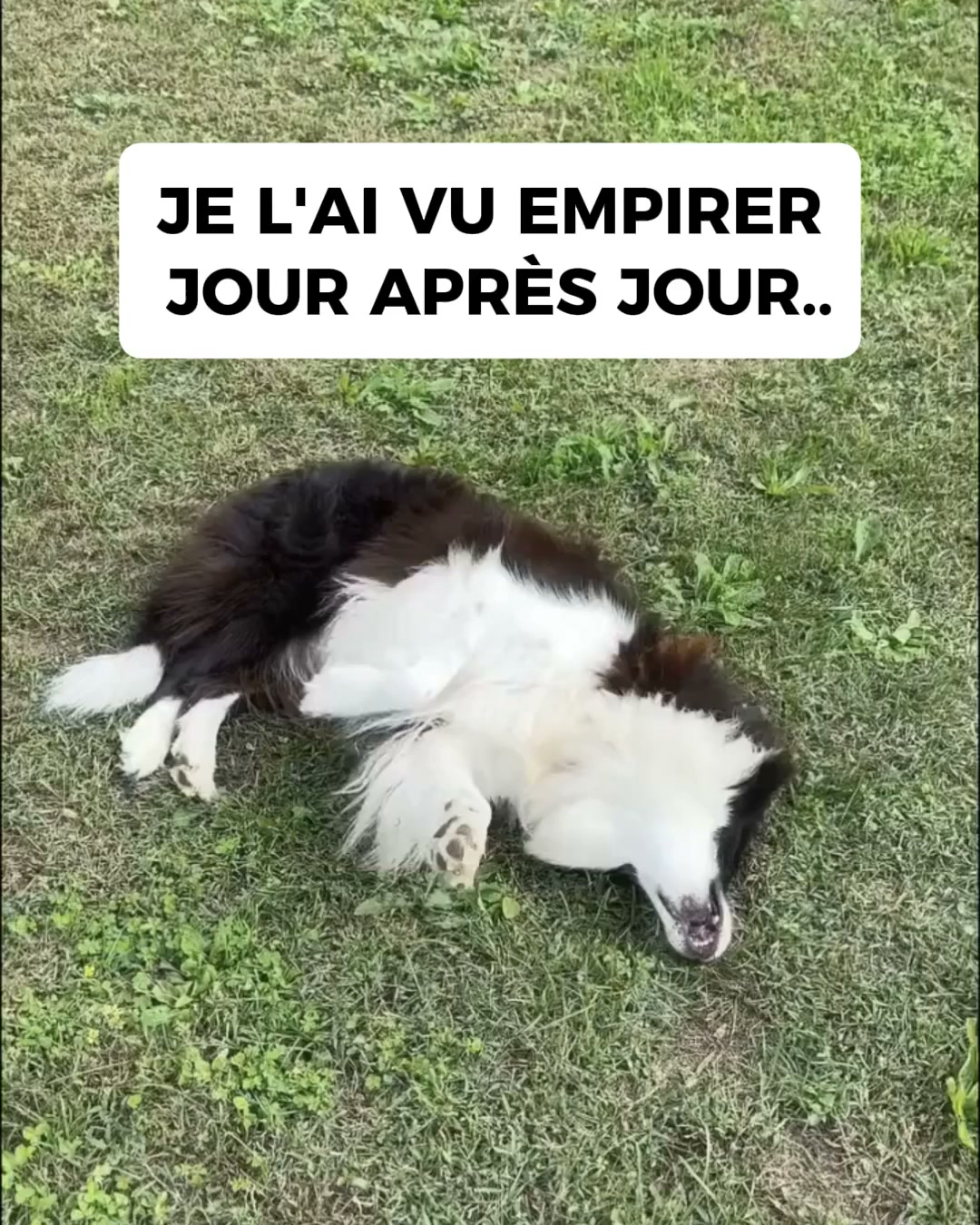 Aide ton chien dès aujourd'hui