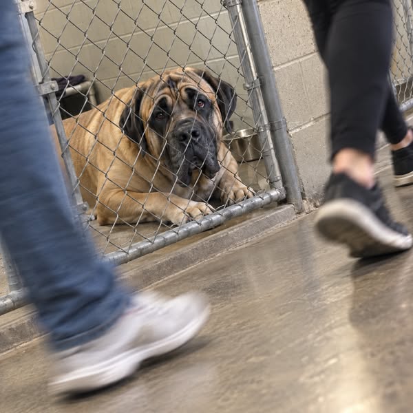 Big dog judged? Read this