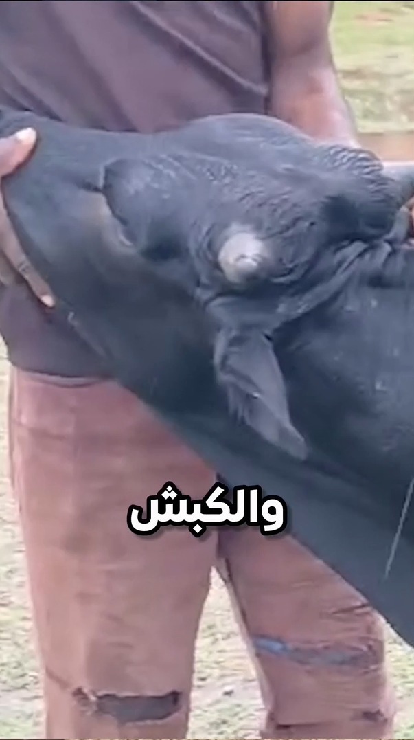 عقيقة العائلة كلها بثمن خروف واحد!
