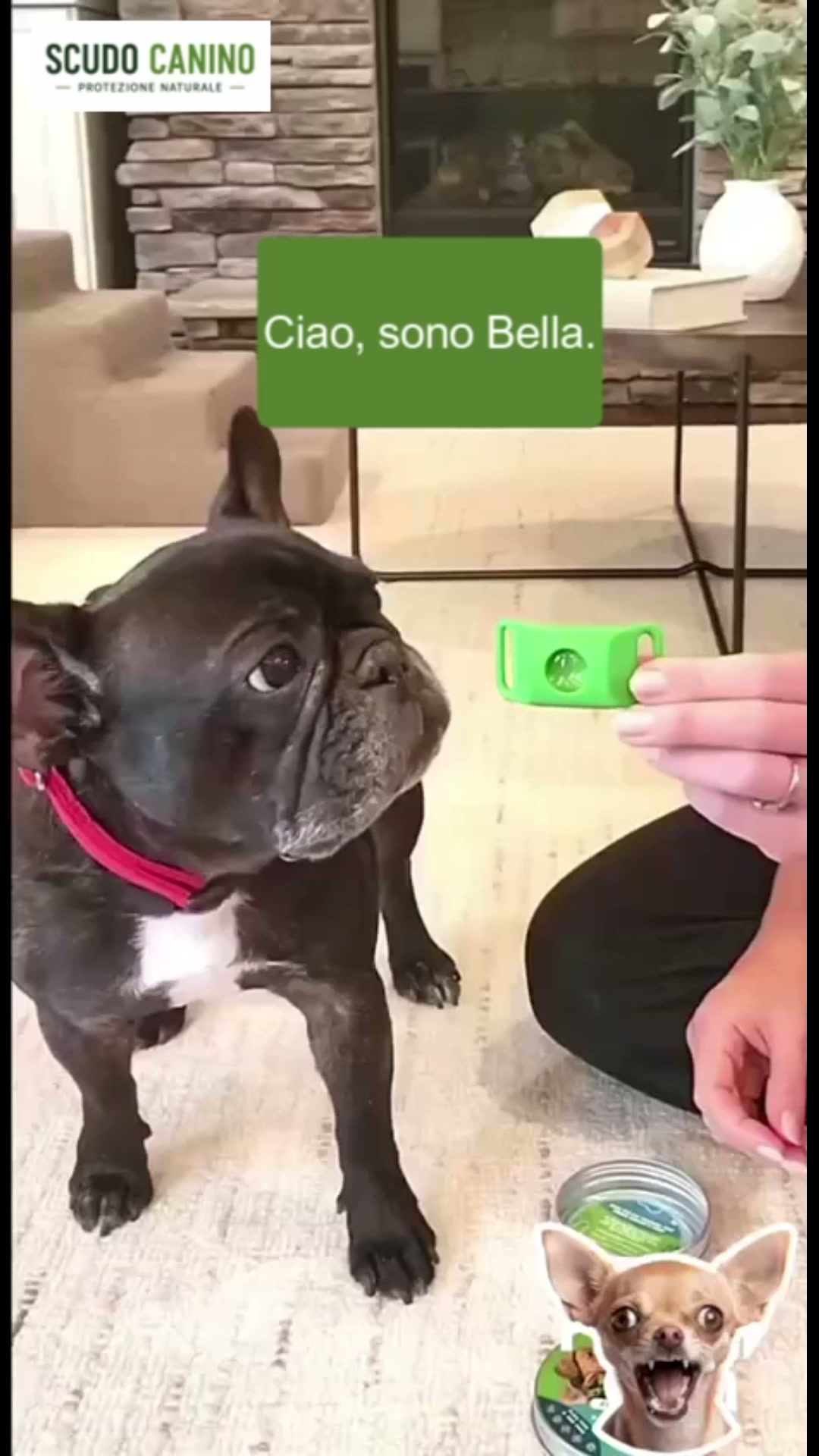 Ti sei mai chiesto cosa c'è davvero sul pelo del tuo cane?