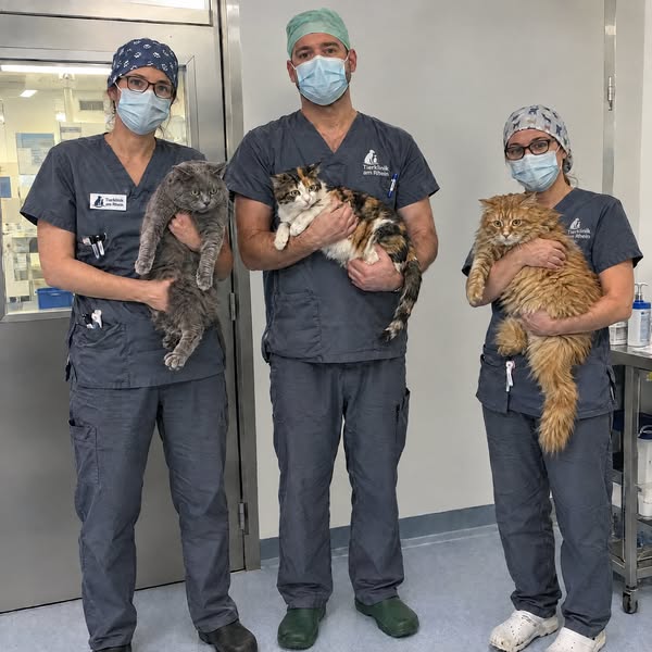 83% aller Katzen mit Premium-Futter haben diesen Mangel...