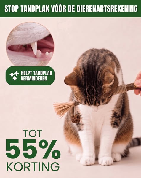 Gebitsverzorging voor je kat zonder stress